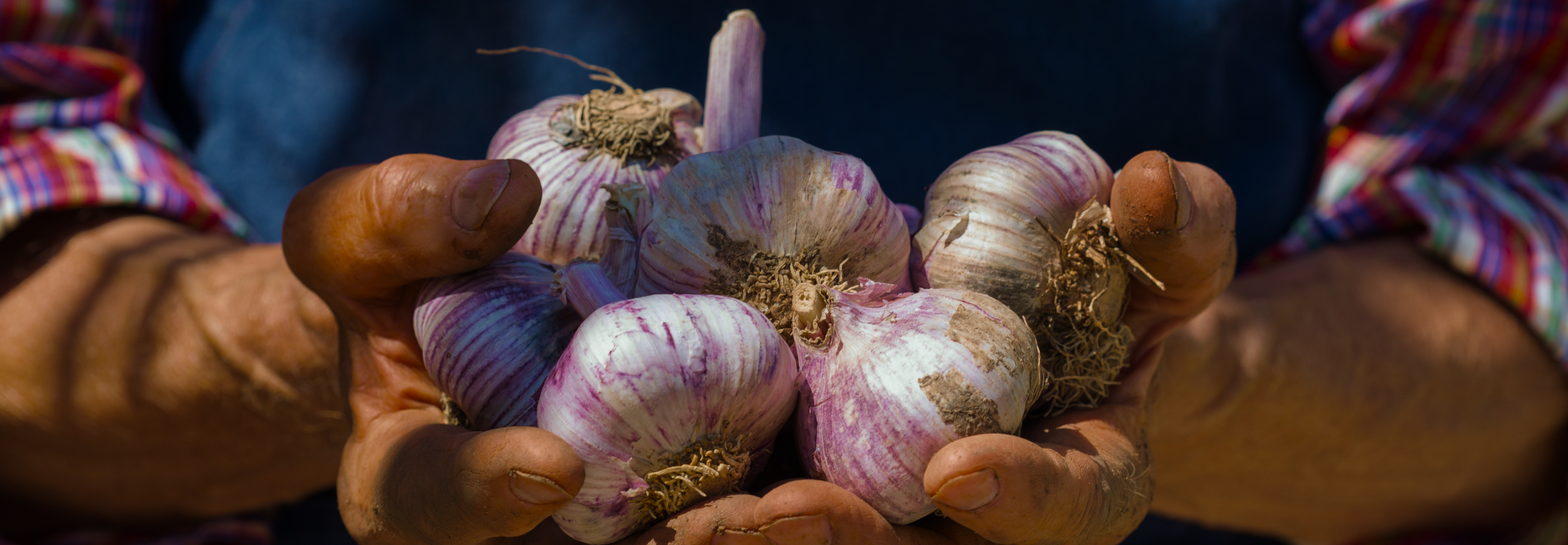 Alho-Fresco-do-Produtor