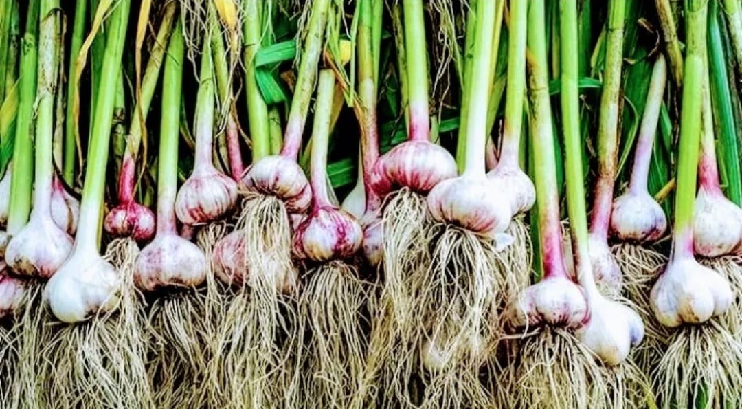 Alho-fresco-da-roça